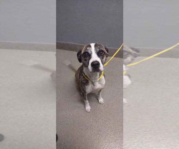 Medium Photo #1 American Pit Bull Terrier-Unknown Mix Puppy For Sale in Las Vegas, NV, USA
