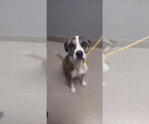 American Pit Bull Terrier-Unknown Mix Dogs for adoption in Las Vegas, NV, USA
