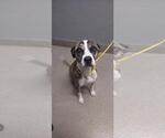 Small American Pit Bull Terrier Mix