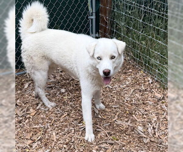 Medium Photo #4 Siberian Husky-Unknown Mix Puppy For Sale in Omaha, NE, USA