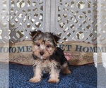 Small #3 Yorkshire Terrier