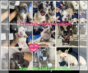 French Bulldog Puppy for sale in ATLANTA, GA, USA