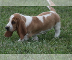 Small #4 Basset Hound