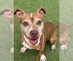 Small #1 American Pit Bull Terrier Mix
