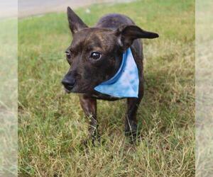 Mutt Dogs for adoption in San Antonio, TX, USA