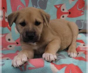 Labrador Retriever-Unknown Mix Dogs for adoption in Thief River Falls, MN, USA