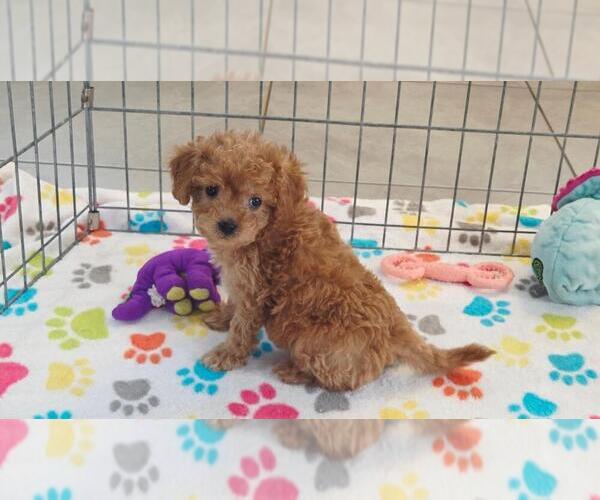 Medium Photo #10 Cavapoo (Miniature)-Poodle (Toy) Mix Puppy For Sale in ORO VALLEY, AZ, USA