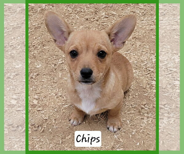 Medium Photo #1 Chiweenie Puppy For Sale in Granbury, TX, USA