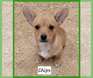 Chiweenie Dogs for adoption in Granbury, TX, USA