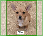 Small Chiweenie