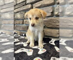 Small German Shepherd Dog
