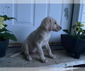 Labradoodle Puppy for sale in HOPKINSVILLE, KY, USA