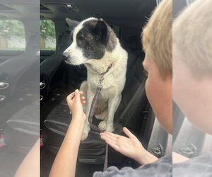 Akita-Unknown Mix Dogs for adoption in Foristell, MO, USA