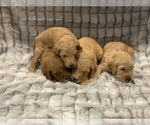 Small Photo #24 Goldendoodle Puppy For Sale in SUGAR LAND, TX, USA