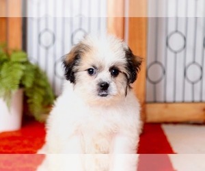 Zuchon Puppy for sale in NAPLES, FL, USA