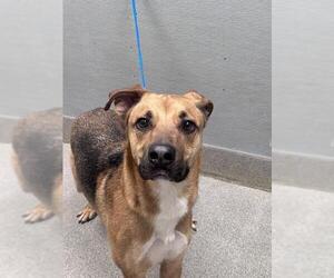 German Shepherd Dog-Unknown Mix Dogs for adoption in Las Vegas, NV, USA