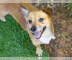 Small Chihuahua Mix