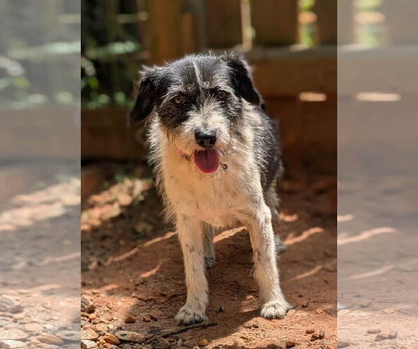 Medium Photo #2 Mutt Puppy For Sale in Greenville, SC, USA