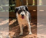 Small #1 Mutt