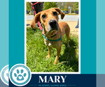 Small #7 Labrador Retriever Mix