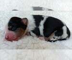 Small #4 Miniature Australian Shepherd