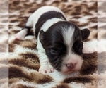 Small #1 Havanese