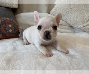 French Bulldog Puppy for sale in JOHNS ISLAND, SC, USA