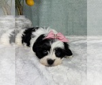 Small Photo #2 ShihPoo Puppy For Sale in FRANKLIN, IN, USA