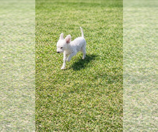 Medium Photo #4 Poodle (Miniature) Puppy For Sale in Rosenberg, TX, USA
