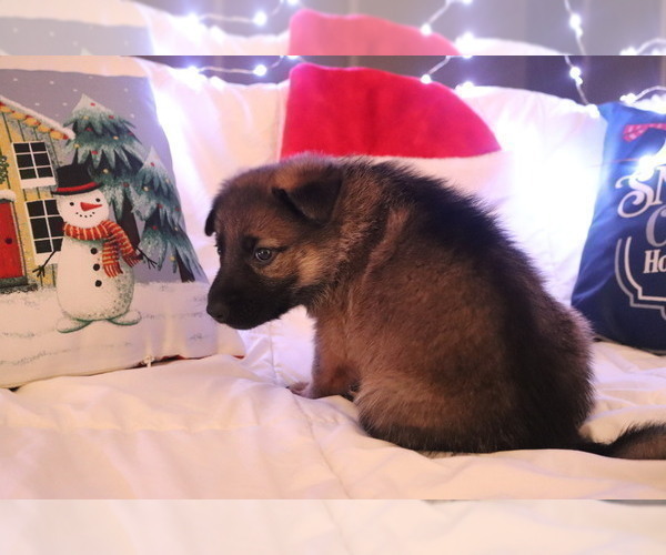 Medium Photo #6 German Shepherd Dog Puppy For Sale in MONTREAL, MO, USA