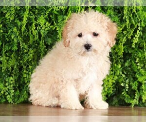 Goldendoodle (Miniature) Puppy for sale in MOUNT VERNON, OH, USA