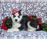 Small Photo #5 Siberian Husky Puppy For Sale in EPHRATA, PA, USA