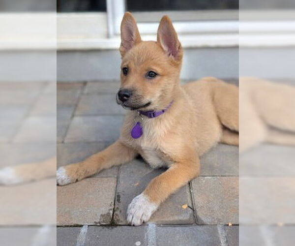 Medium Photo #3 German Shepherd Dog-Unknown Mix Puppy For Sale in Fremont, CA, USA