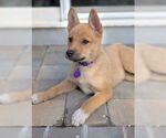 Small #2 German Shepherd Dog Mix