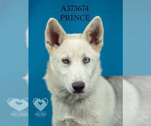 Gerberian Shepsky Dogs for adoption in Stockton, CA, USA