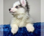 Small #1 Pomsky