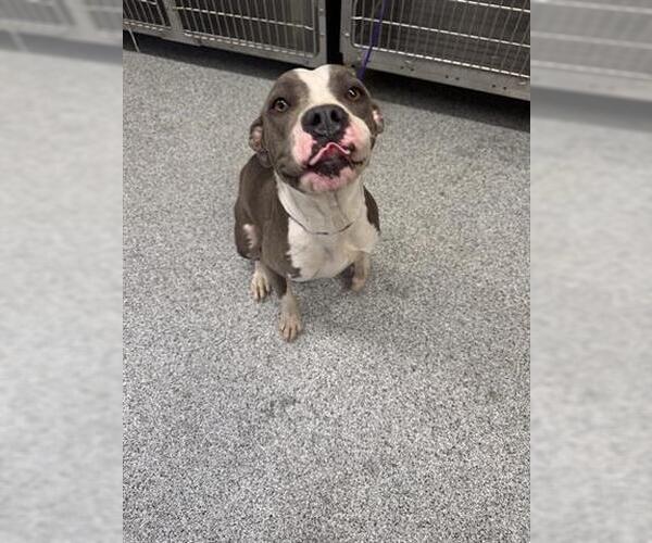 Medium Photo #1 American Pit Bull Terrier Puppy For Sale in Houston, TX, USA