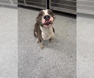 American Pit Bull Terrier Dogs for adoption in Houston, TX, USA