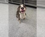 Small American Pit Bull Terrier