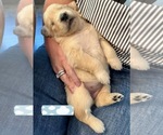 Small Photo #15 Golden Retriever Puppy For Sale in EXTON, PA, USA