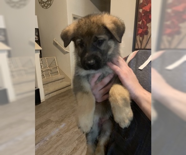Medium Photo #1 German Shepherd Dog Puppy For Sale in KATY, TX, USA
