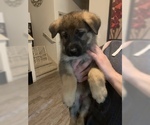 Small Photo #1 German Shepherd Dog Puppy For Sale in KATY, TX, USA