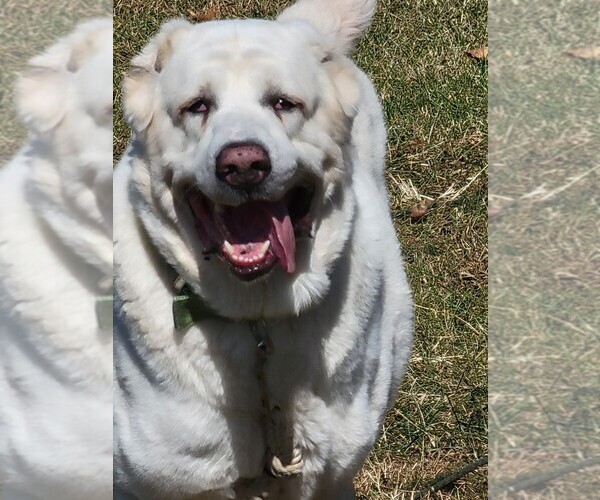 Medium Photo #1 Central Asian Shepherd Dog Puppy For Sale in CINCINNATI, OH, USA