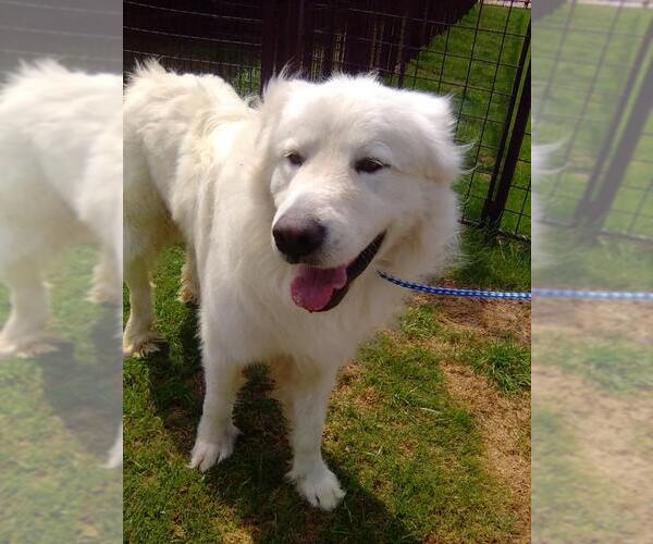 Medium Photo #3 Great Pyrenees Puppy For Sale in Spring, TX, USA