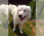 Small #2 Great Pyrenees