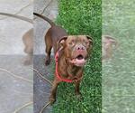 Small #2 American Pit Bull Terrier