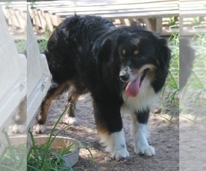 Father of the Miniature Australian Shepherd puppies born on 05/06/2022