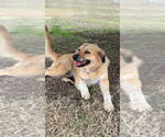 Small #5 Golden Pyrenees