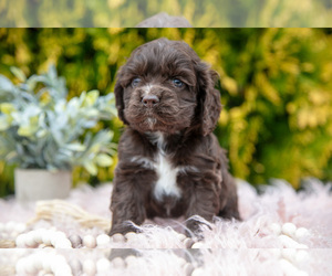 Cocker Spaniel Litter for sale in NAPPANEE, IN, USA