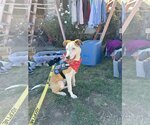 Small Photo #21 Labrador Retriever-Unknown Mix Puppy For Sale in San Diego, CA, USA